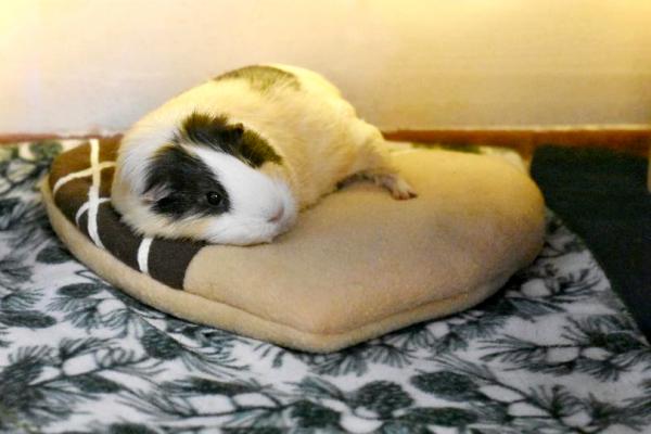 Pipi-Pad / Kissen / Bett für Meerschweinchen und Igel