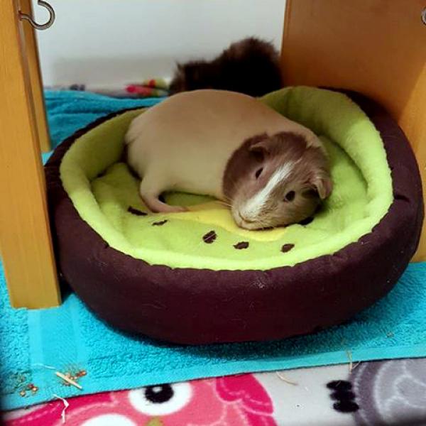 Kuschelbettchen / Obstbettchen "Kiwi" für Meerschweinchen