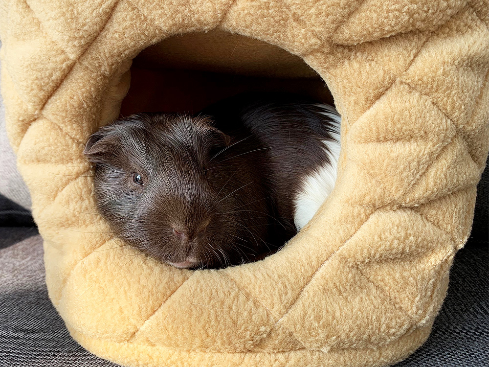 Kuschelhöhle für Meerschweinchen